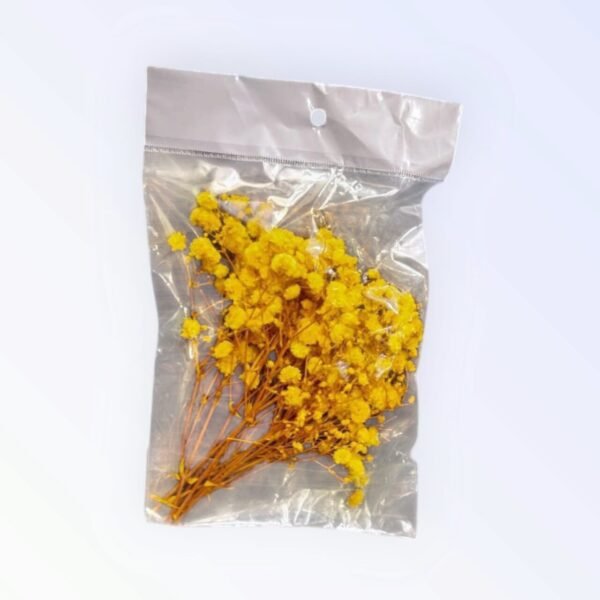 25 Dry Gipsy flowers