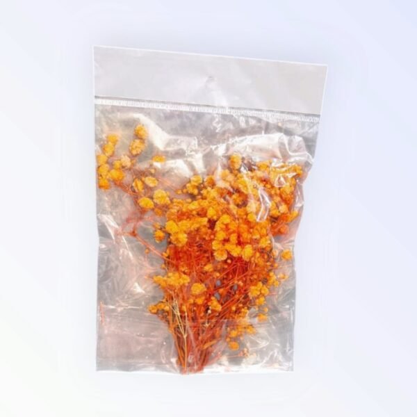 26 Dry Gipsy flowers